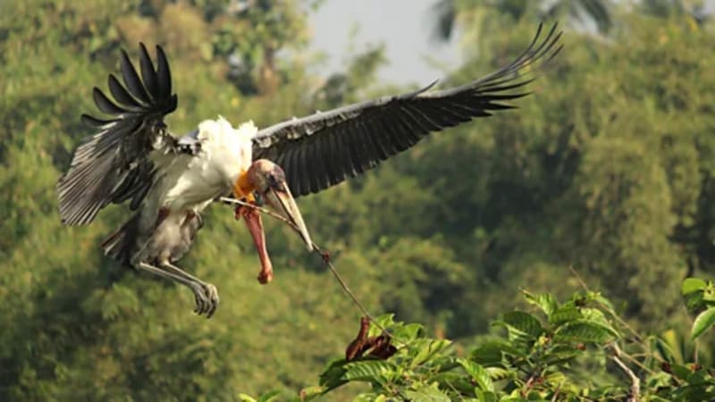 20,000 Women Save India's 'Bone-Swallower' Stork - Image 3
