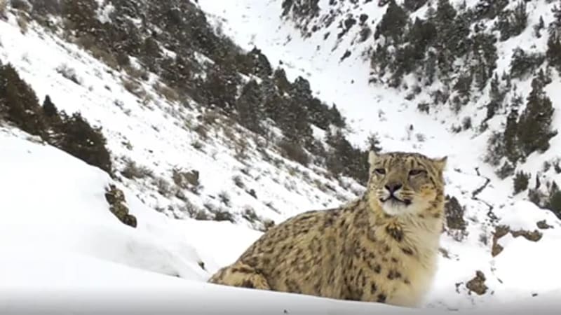 Snow Leopards Thrive in Uzbek Mountains After Soviet Protection - Image 3