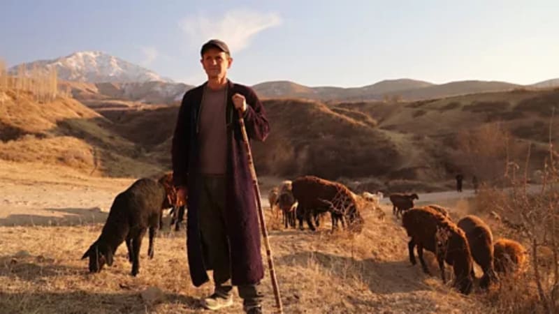 Snow Leopards Thrive in Uzbek Mountains After Soviet Protection - Image 4