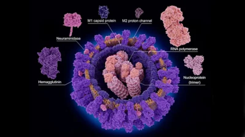 Scientists Close In on Universal Flu Vaccine - Image 4
