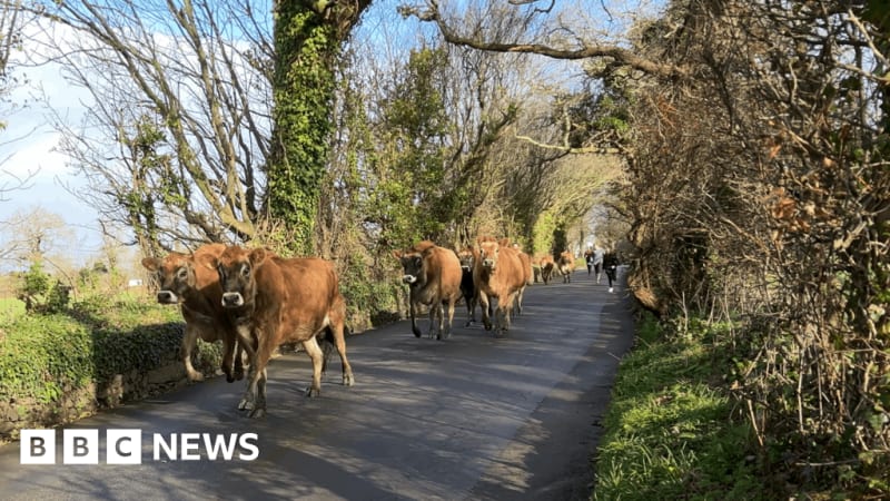 Jersey Farm Has Waiting List to Help Herd Cows