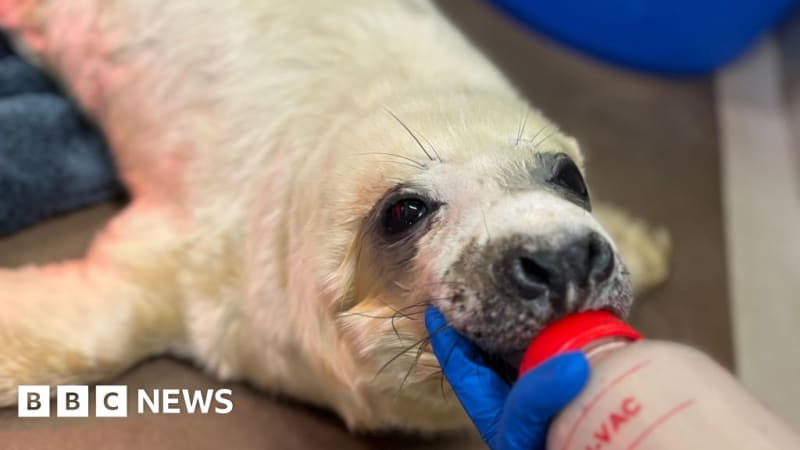 Scottish SPCA Bottle-Feeds Seal Pups With New Method