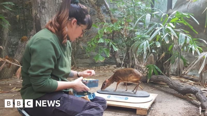 Zoo Sends Wild Horses Back to Kazakhstan After Extinction