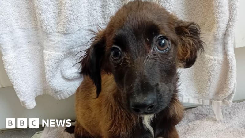 65 Dogs Rescued From Apartment, Now Finding Forever Homes