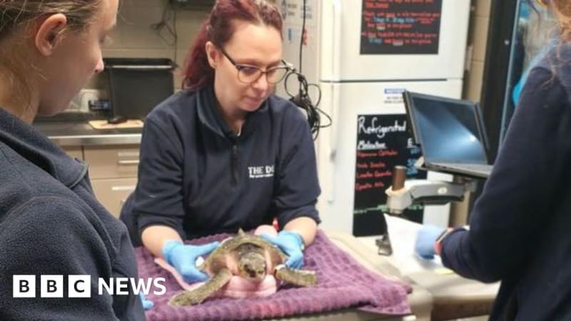 Hull Aquarists Save 470 Endangered Sea Turtles in Cape Cod
