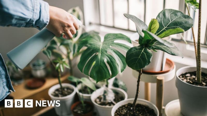 Experts Share 4 Simple Tricks to Keep Houseplants Alive