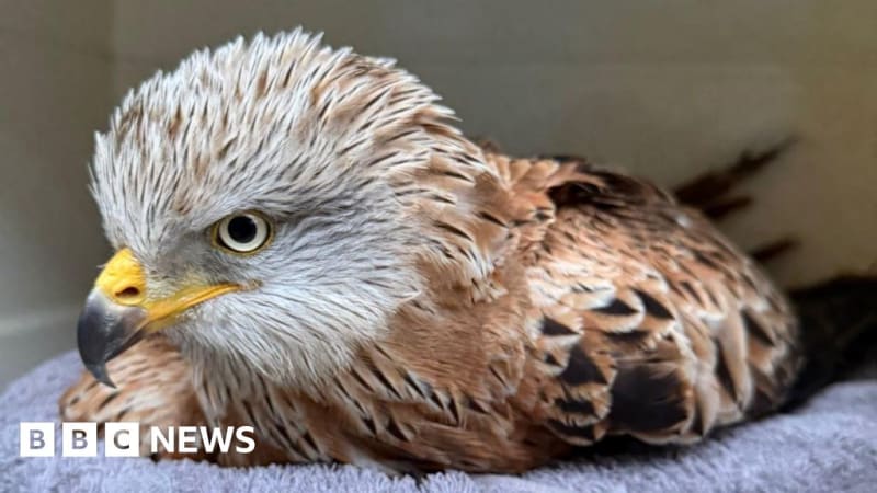 Injured red kite with reddish brown plumage receiving care at Folly Wildlife Rescue center