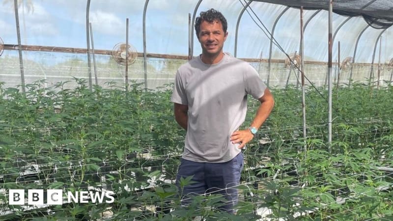 Caribbean Cannabis Growers Eye Legal Export Boom