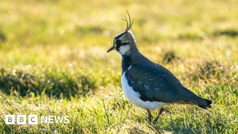 Old Barges Become Bird Island in UK First