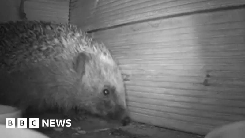 Nighttime wildlife camera footage showing a hedgehog exploring a British garden