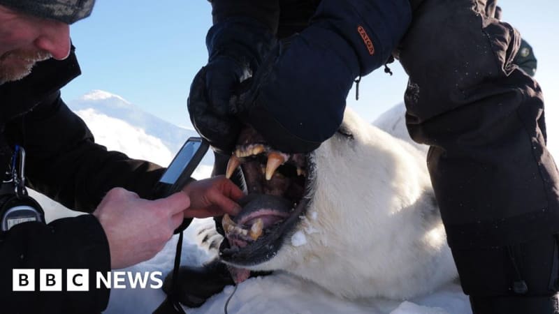 Norwegian Polar Bears Thriving Despite Melting Ice