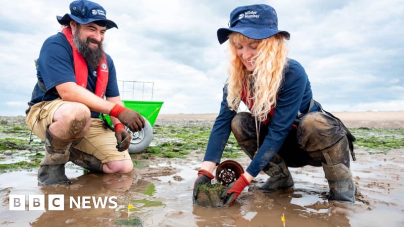 Humber Estuary Seagrass Trial Paves Way for Full Restoration