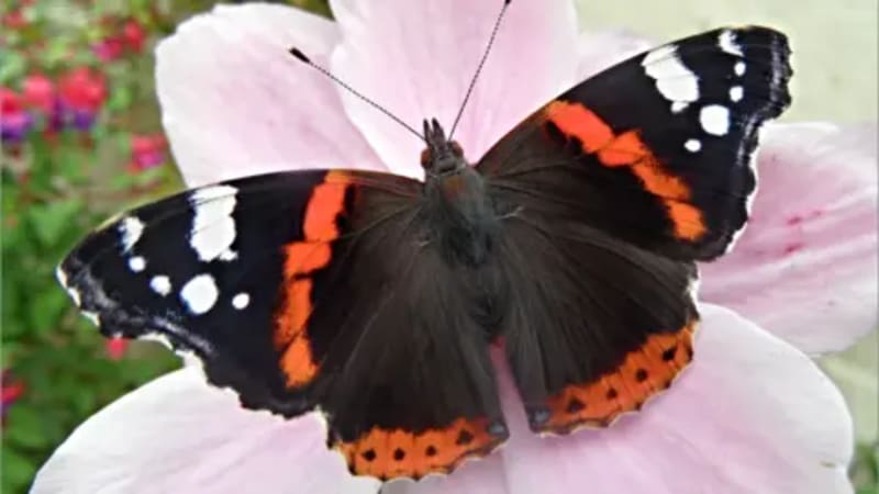Glasgow Creates 40 Wild Spaces to Save Butterflies - Image 3