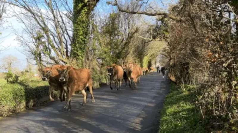 Jersey Farm Has Waiting List to Help Herd Cows - Image 2