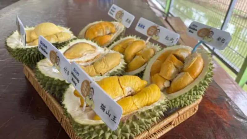Malaysian Town Strikes Gold With $7B Durian Boom - Image 5