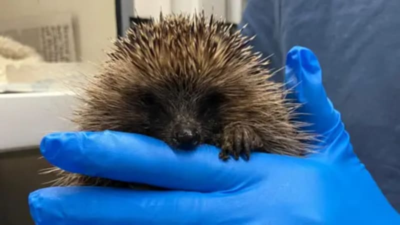 Hidden Cameras Reveal Hedgehogs Visit Half of UK Gardens - Image 2