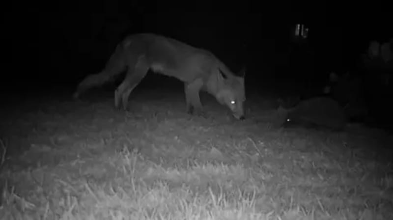 Hidden Cameras Reveal Hedgehogs Visit Half of UK Gardens - Image 4