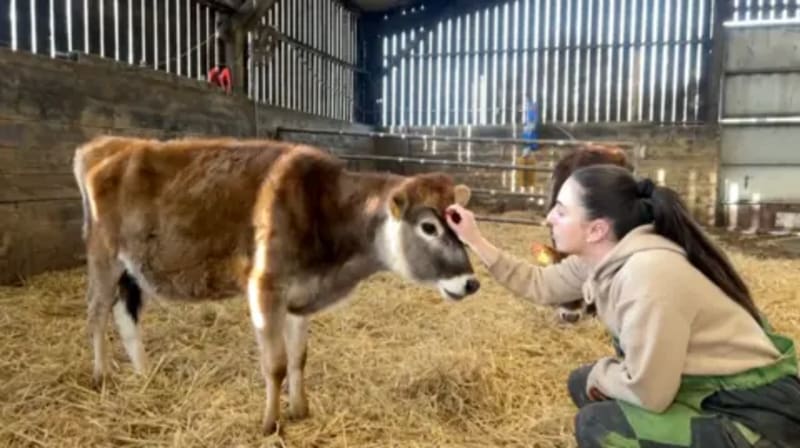 Jersey Farm Has Waiting List to Help Herd Cows - Image 3