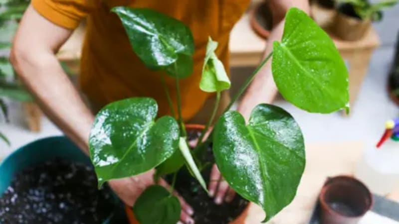 Experts Share 4 Simple Tricks to Keep Houseplants Alive - Image 5