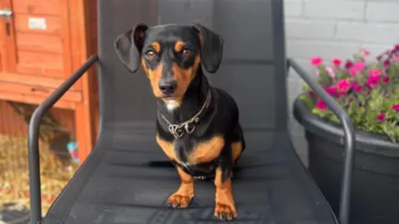 Volunteers Find Lost Dachshund After 36-Hour Motorway Escape - Image 3