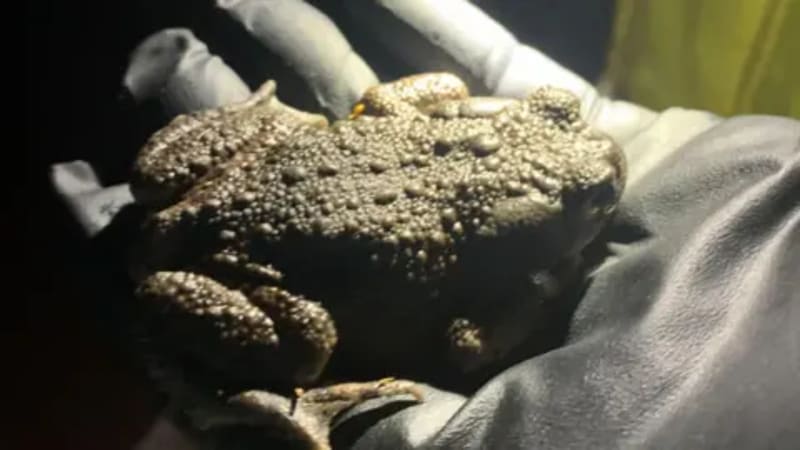 60 Volunteers Gear Up for 'Toadmageddon' in Lincolnshire - Image 4