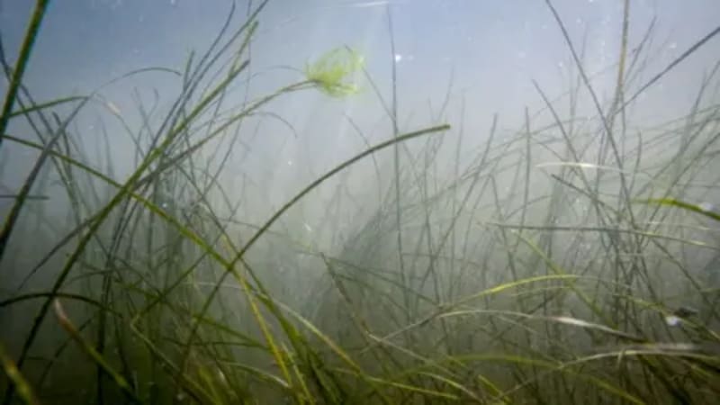 Humber Estuary Seagrass Trial Paves Way for Full Restoration - Image 3