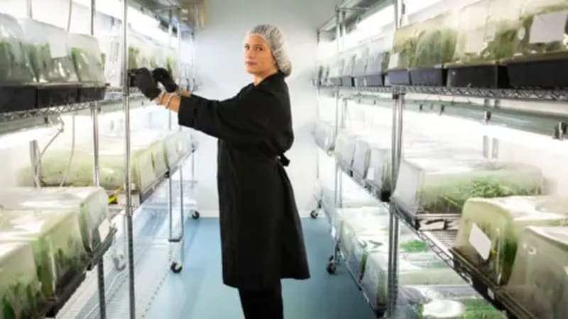 Caribbean Cannabis Industry Blooms After Decade of Reform - Image 4
