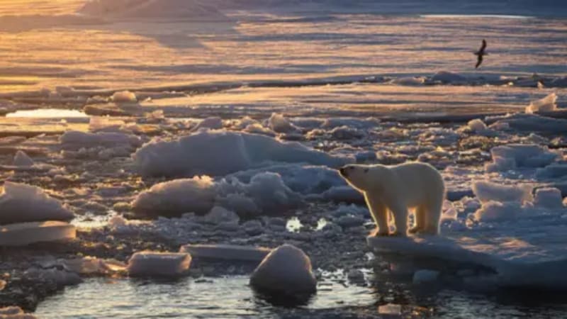 Norwegian Polar Bears Thriving Despite Melting Ice - Image 3