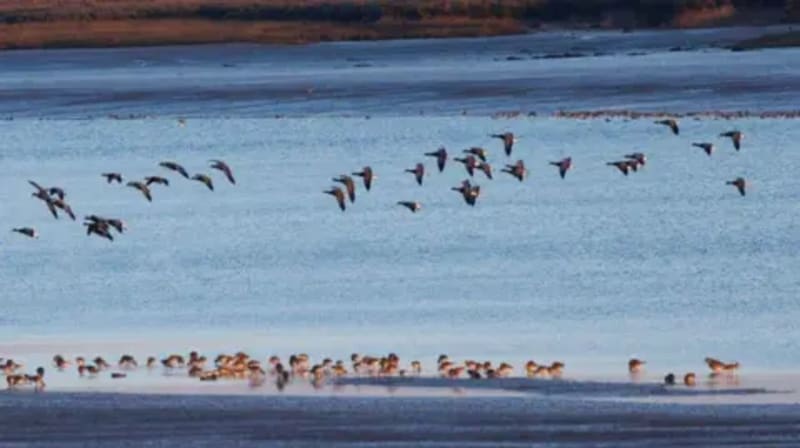 Old Barges Become Bird Island in UK First - Image 5