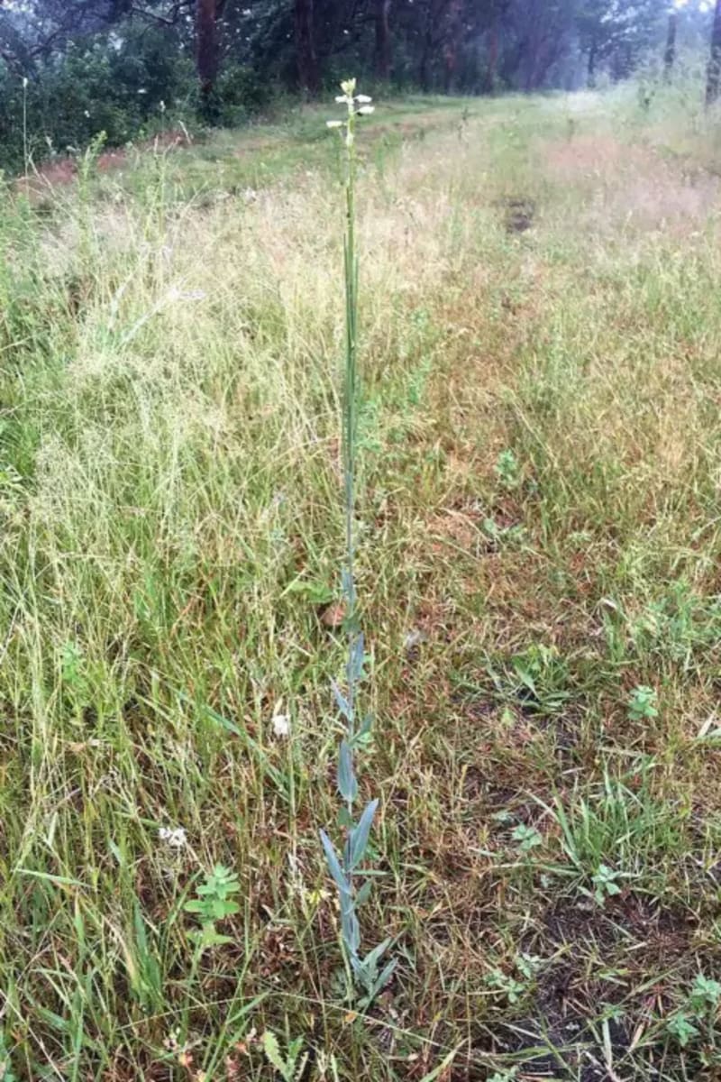 Londoners Growing Rare Wildflowers at Home to Save Species - Image 3