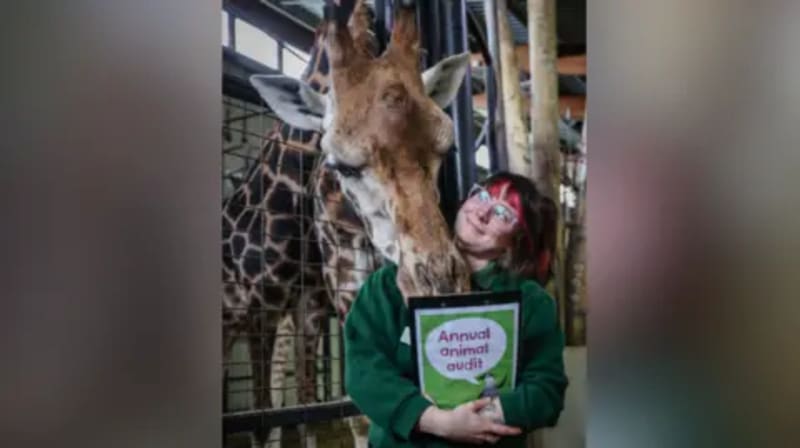Zoo Sends Wild Horses Back to Kazakhstan After Extinction - Image 4
