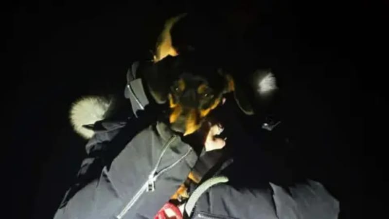 Volunteers Find Lost Dachshund After 36-Hour Motorway Escape - Image 4