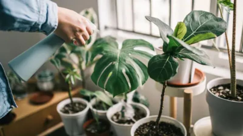 Experts Share 4 Simple Tricks to Keep Houseplants Alive - Image 2