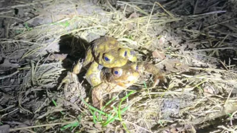 60 Volunteers Gear Up for 'Toadmageddon' in Lincolnshire - Image 3