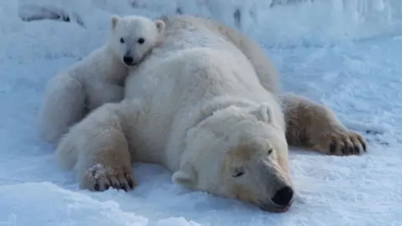 Norwegian Polar Bears Thriving Despite Melting Ice - Image 4