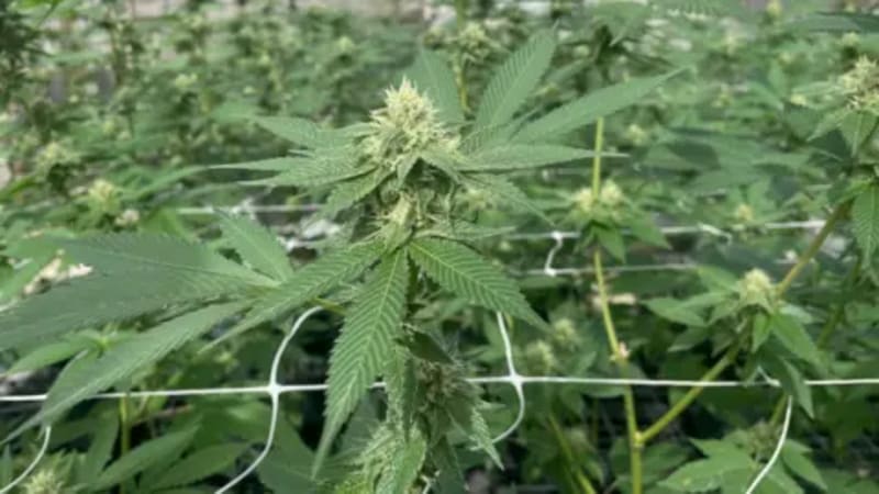 Caribbean Cannabis Industry Blooms After Decade of Reform - Image 3