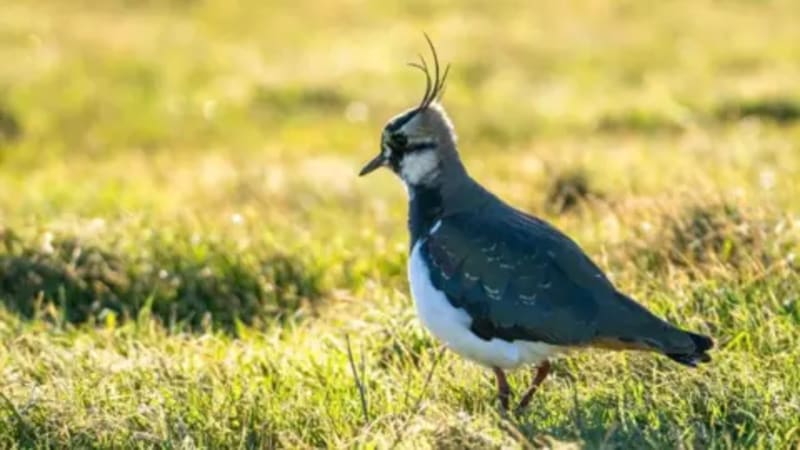 Old Barges Become Bird Island in UK First - Image 2