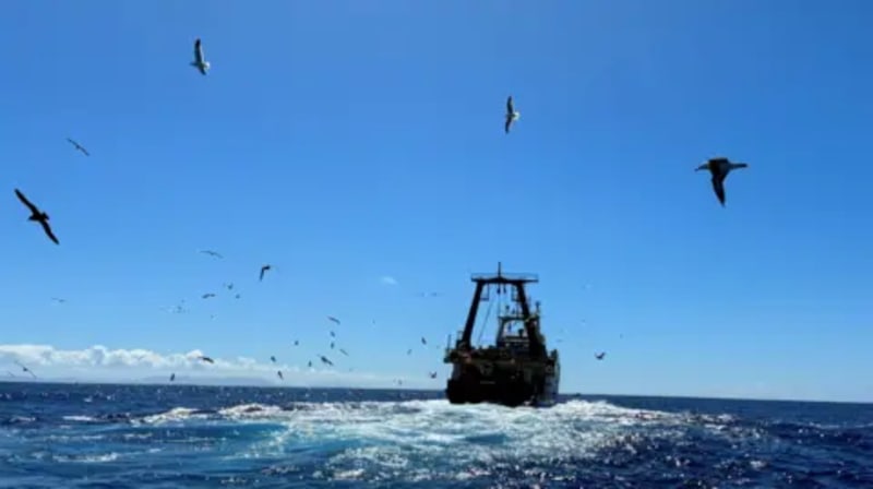 Ingenious Solution Saving Majestic Albatrosses While Empowering Communities - Image 3