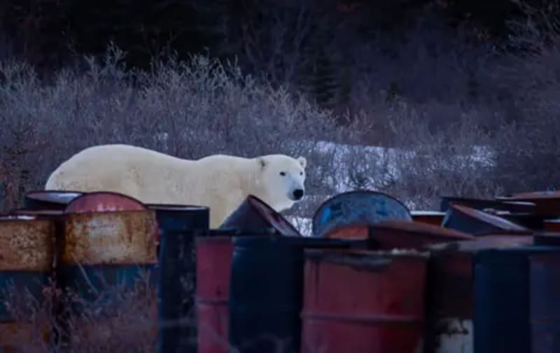Norwegian Polar Bears Thriving Despite Melting Ice - Image 5