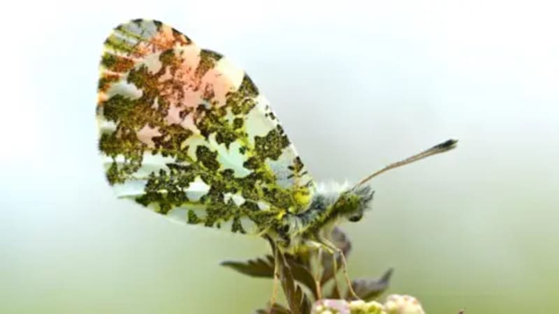 Glasgow Creates 40 Wild Spaces to Save Butterflies - Image 5