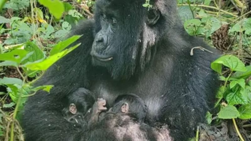Miracle Twin Mountain Gorillas Bring Hope to Africa's Oldest National Park - Image 2