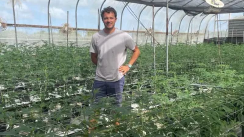 Caribbean Cannabis Industry Blooms After Decade of Reform - Image 2
