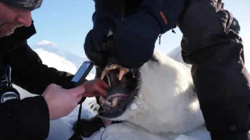 Norwegian Polar Bears Thriving Despite Melting Ice - Image 2