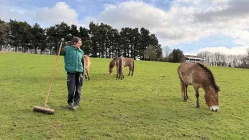 Zoo Sends Wild Horses Back to Kazakhstan After Extinction - Image 3