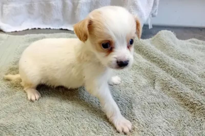 65 Dogs Rescued From Apartment, Now Finding Forever Homes - Image 4