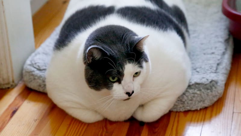 China Tests First Acne Vaccine in Clinical Trials - Image 3