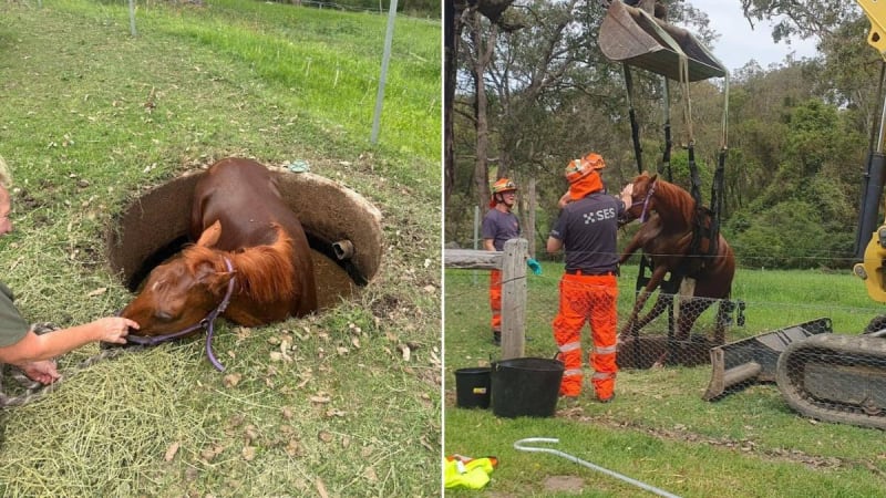 Horse Rescued From Septic Tank in NSW Teamwork Mission