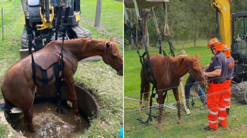 Horse Rescued From Septic Tank in NSW Teamwork Mission - Image 3