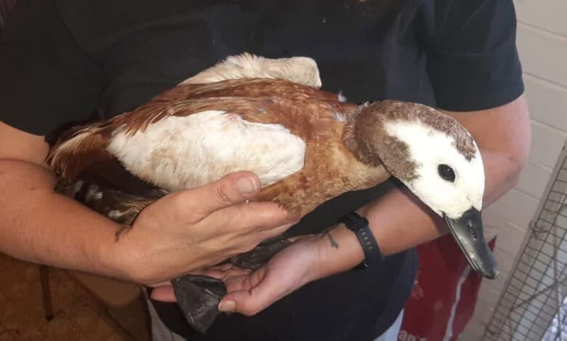 South African Bird Rescue Builds Specialized Wetland Center - Image 2