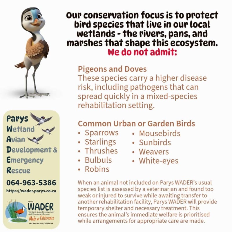 South African Bird Rescue Builds Specialized Wetland Center - Image 3